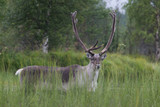 Fototapeta  - Deer
