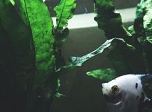Close-up Of Fish Swimming By Plants In Aquarium