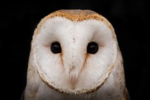 Close-up Portrait Of Barn Owl Against Black Background