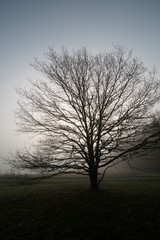 Sticker - Panorama of morning forest in foggy weather