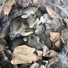 High Angle View Of Baby Rabbits Sleeping In Burrow