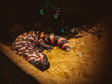 Orange Lizard Resting On Sand In Zoo