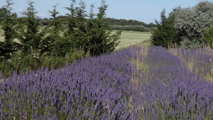 Poster - long rows of lavender plants in a large field