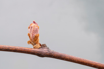 Wall Mural - Closeup of bud break on a grapevine in early spring