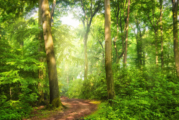 Wall Mural - Green forest with wafts of mist and the warm sunlight falling through them unto a curved path