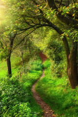 Wall Mural - Curved footpath leading through vibrant green grass framed by beautiful branches of trees