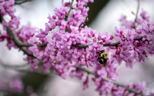 Spending A Spring Afternoon In Peaceful Wonder Is A Luxury Worth The Time. Watching A Diligent Bumble Bee Work The Fresh Blooms Of A Redbud Tree Is A Prime Example. Bokeh.