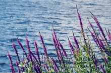 Purple Flowers Against Sea