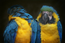 Close-up Of Gold And Blue Macaws Against Black Background