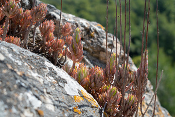 Succulent in natural rocky environment with red and green colours