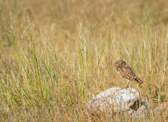 Wall Mural - a burrowing owl perched on a rock watching for prey at Antelope Island State Park in Utah