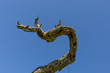 Twisted driftwood branch, checked wood and moss, isolated against a blue sky, abstract background, horizontal aspect