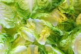 Fototapeta Konie - green salad leaves background