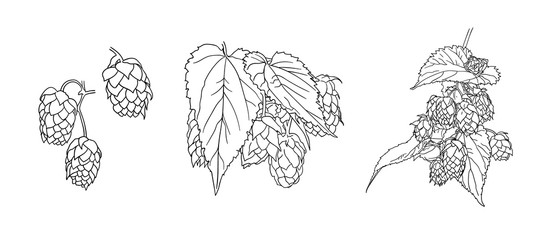 Wall Mural - Vector hops plant sketches set isolated on white background, black outline drawings, illustration template.