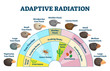 Adaptive radiation vector illustration. Labeled birds diet evolution diagram