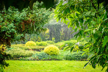 View Of The Green Garden Through Leaves And Rain Drops