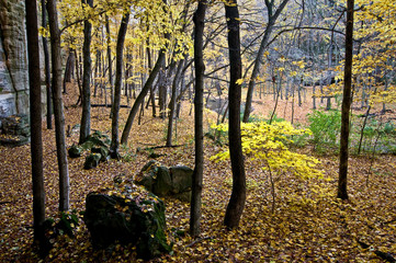Wall Mural - Golden autumn colors glow in filtered light at the bottom of a sandstone canyon.