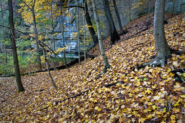 Wall Mural - Golden autumn leaves carpet the floor of a sandstone canyon.