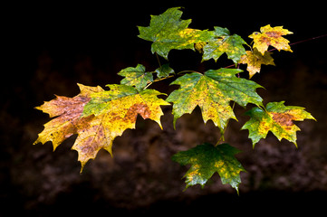 Wall Mural - Isolated closeup view of maple leaves transitioning into autumn colors.
