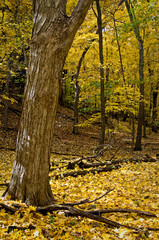 Wall Mural - Autumn color on the floor of a sandstone canyon.
