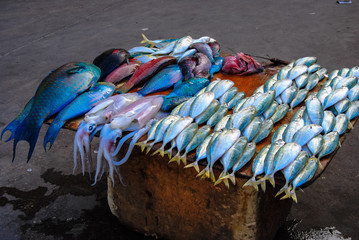 scenes of everyday life at fish market in zanzibar.