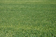 field of young green grass, closeup. Young spring grass. Field of young wheat