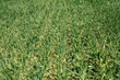 A background image of green field. grass field