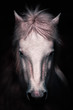 © Pol Sole/ADDICTIVE STOCK - Closeup of muzzle of beautiful calm white horse looking at camera on black background