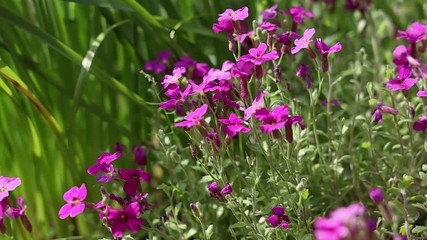 Wall Mural - Pink Aubrieta Flowers Blowing in the Wind