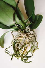 Green and yellow roots of a Phalaenopsis Orchid without a pot close up on a white background