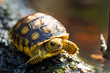 Close-up Of Turtle In The Wild