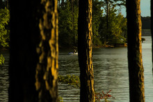 Lake Seen Through Tree Trunks