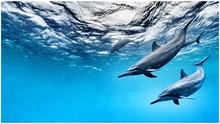 Low Angle View Of Dolphins Swimming In Sea