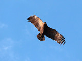ptactwo, flying, niebo, orzeł, fruwać, dzika natura, eskadra, charakter, skrzydła, sepi, zwierzak, rybołów, blękit, ptak drapieżny, ptactwo, jastrząb, skrzydła, dzika, podniebny, ptak drapieżny, jastr
