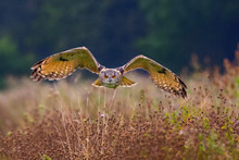 Eagle Owl Flying Over Field