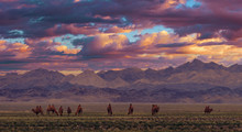 Bactrian Camels On A Pasture In Mongolia At Sunset. Panorama Of The Pasture. Source Of Meat, Milk And Wool. Camel Down, A Favorite Souvenir Of Tourists.