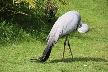 a beautiful blue crane in the birds of eden free flight sanctuary, located in the crags near pletten