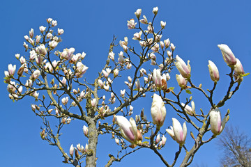 Wall Mural - Blooming magnolia Sulange (Magnolia soulangeana) against the blue sky