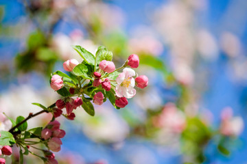 Wall Mural - pink cherry blossom in spring sakura