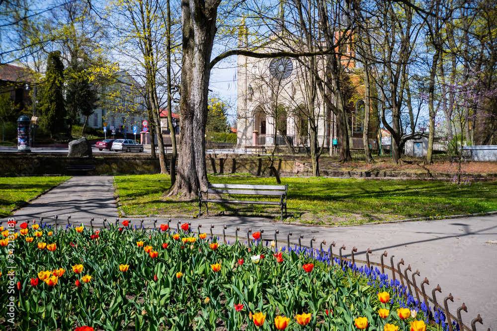 tulipany w parku, wiosna, małopolska, krzeszowice - obrazy, fototapety, plakaty 
