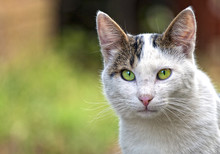 Close-up Of Cat With Green Eyes Looking Away
