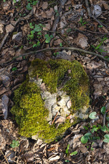 Stone covered with moss in the forest, among the fallen leaves. Natural forest background. Young green shoots on the background of old foliage.