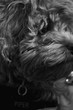 Cavapoo Puppy Profile Close Up, Black and White Photo