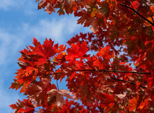 Low Angle View Of Maple Tree Against Sky
