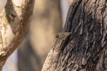 Canvas Print - Ruby-crowned Kinglet. In the spring, woodpeckers make holes in a tree from which sweet sap flows.
Other birds also fly to these places, drinking this sweet sap