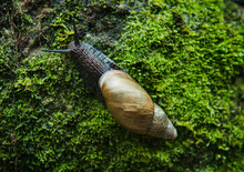 Snail On A Mossy Rock, Aguas Calientes, Peru, South America