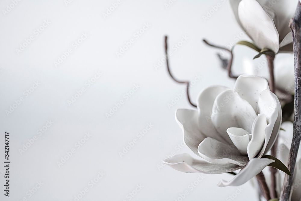 white magnolia flower - obrazy, fototapety, plakaty 