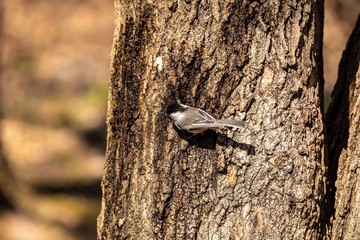 Poster - Black-capped Chicadee.  In the spring, woodpeckers make holes in a tree from which sweet sap flows.
Other birds also fly to these places, drinking this sweet sap