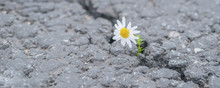 Beautiful Daisy Grows Through A Crack In The Asphalt