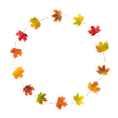 Wall Mural - round frame of maple autumn leaves isolated on white.